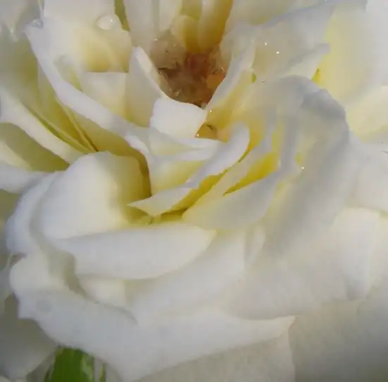 Trandafiri online - Alb - trandafiri miniatur - pitici - fără parfum - Rosa Bianco - Anne G. Cocker - Folosit pentru decorarea marginilor, arătos în faţa plantelor mari. Înfloreste continu în grup cu multe flori.